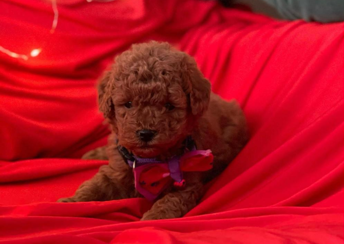 Safkan Toy Poodle Bebekler